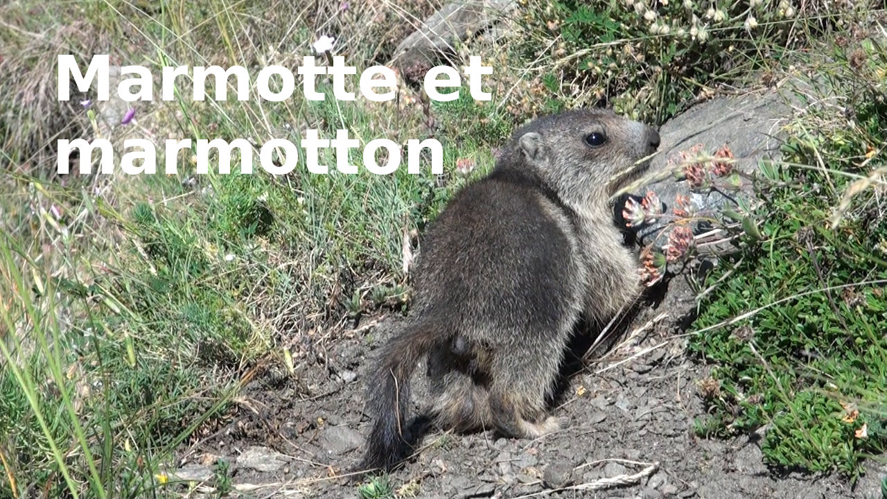 Marmotte