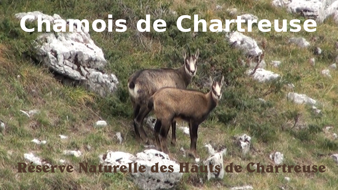 Chamois de Chartreuse